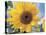 A Single Yellow Sunflower Blossom-null-Premier Image Canvas