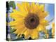 A Single Yellow Sunflower Blossom-null-Premier Image Canvas