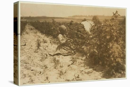 A Six Year Old Polish Girl Picking Berries All Day with Her Family (Scholtz) at Rock Creek Near Bal-Lewis Wickes Hine-Premier Image Canvas