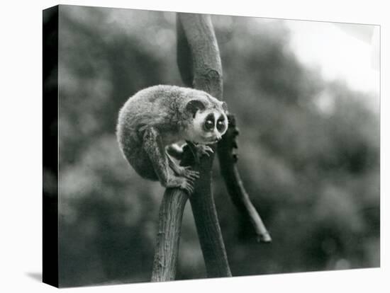 A Slender Loris Looking down from on a Branch, London Zoo, August 1926 (B/W Photo)-Frederick William Bond-Premier Image Canvas