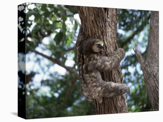 A Sloth Bear in a Tree, Venezuela, South America-Jane Sweeney-Premier Image Canvas