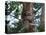 A Sloth Bear in a Tree, Venezuela, South America-Jane Sweeney-Premier Image Canvas