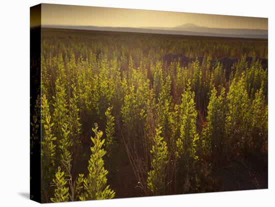 A Small Area of Green Vegetation in the Atacama Desert at Sunset-Alex Saberi-Premier Image Canvas