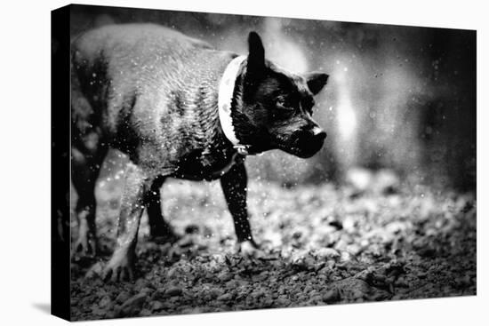 A Small Dog-Clive Nolan-Premier Image Canvas