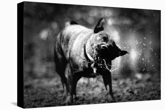 A Small Dog-Clive Nolan-Premier Image Canvas