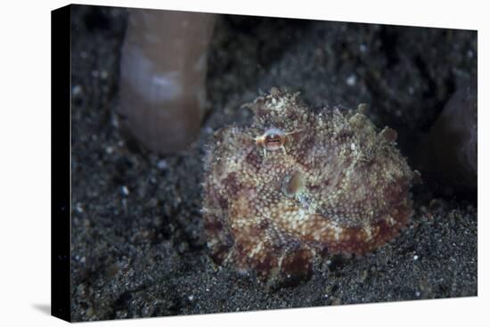 A Small Octopus Sits Camouflaged on a Sandy Seafloor-Stocktrek Images-Premier Image Canvas