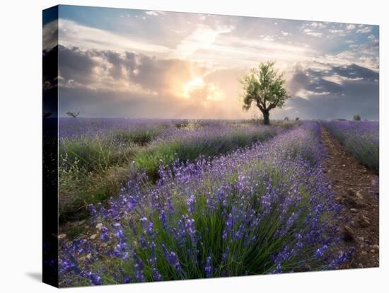 A small tree at the end of a lavender line in a field at sunset with clouds in the sky-Francesco Fanti-Premier Image Canvas