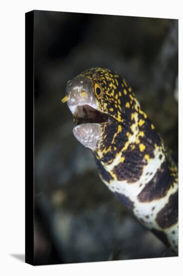 A Snowflake Moray Eel Pokes its Head Out of a Hole-Stocktrek Images-Premier Image Canvas