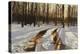 A Snowy Path at Tanglewood-Helen J. Vaughn-Premier Image Canvas