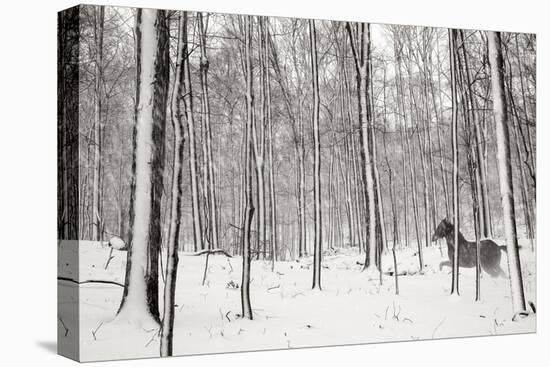 A Snowy Walk II-James McLoughlin-Premier Image Canvas