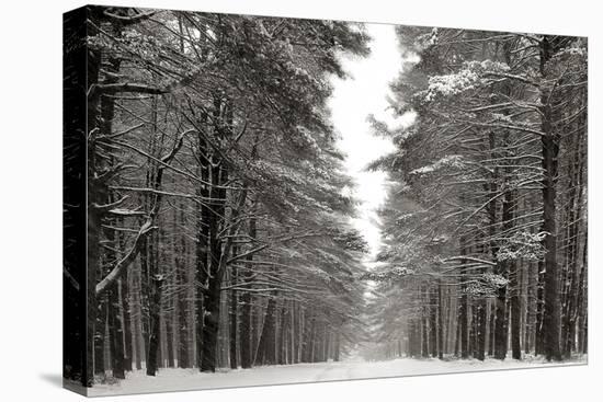 A Snowy Walk IV-James McLoughlin-Stretched Canvas