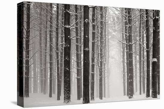 A Snowy Walk V-James McLoughlin-Premier Image Canvas