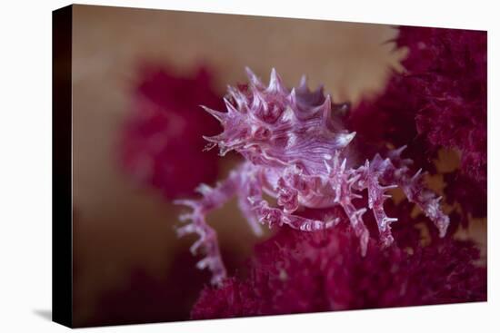 A Soft Coral Crab Blends into its Host Coral Colony-Stocktrek Images-Premier Image Canvas