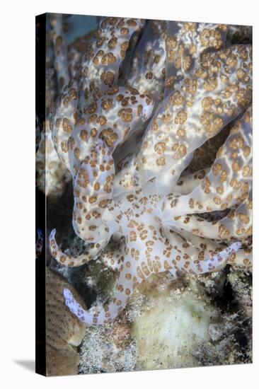 A Solar-Powered Nudibranch Crawls across the Seafloor-Stocktrek Images-Premier Image Canvas