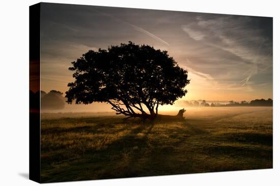 A Solitary Fallen Live Tree Under a Dramatic Sky on a Misty Morning-Alex Saberi-Premier Image Canvas