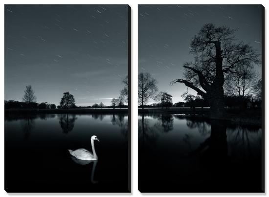 A Solitary Mute Swan (Cygnus Olor) Swimming in a Pond-Alex Saberi-Stretched Canvas