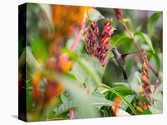 A Sombre Hummingbird, Aphantochroa Cirrochloris, Mid Flight Feeding from a Flower-Alex Saberi-Premier Image Canvas