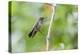 A Sombre Hummingbird Rests on a Branch in Ubatuba, Brazil-Alex Saberi-Premier Image Canvas