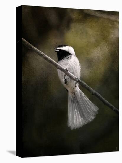 A Song in Your Heart Chickadee-Jai Johnson-Premier Image Canvas