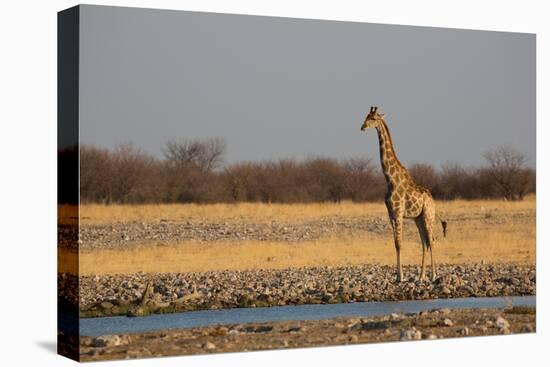 A Southern Giraffe, Giraffa Camelopardalis Giraffe, Stands by a Watering Hole-Alex Saberi-Premier Image Canvas