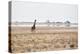 A Southern Giraffe, Giraffa Camelopardalis Giraffe, Stands on a Baking Salt Pan-Alex Saberi-Premier Image Canvas