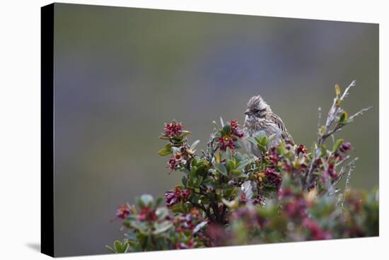 A Sparrow in Torres Del Paine National Park-Alex Saberi-Premier Image Canvas