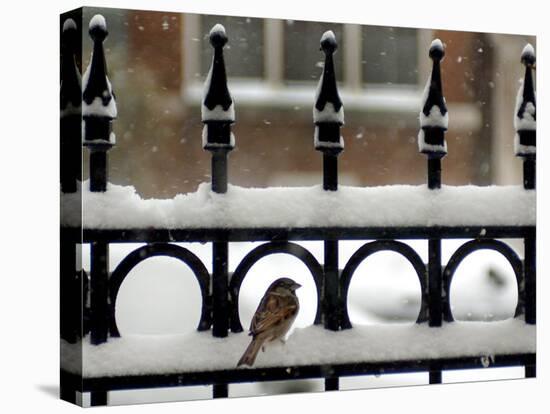 A Sparrow Surveys its Surroundings as It Stops to Rest on a Snow-Covered Fence-null-Premier Image Canvas