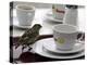 A Sparrow Trips Over a Tray-null-Premier Image Canvas