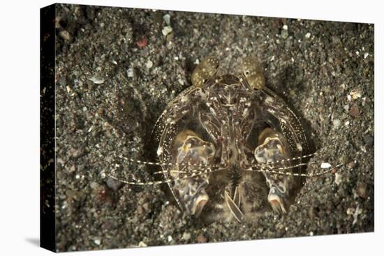 A Spearing Mantis Shrimp in its Burrow, Indonesia-Stocktrek Images-Premier Image Canvas