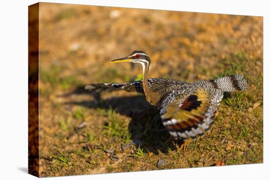 A Splendid Sunbittern spreads its wings along the bank of a river in the Pantanal, Brazil-James White-Premier Image Canvas