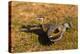 A Splendid Sunbittern spreads its wings along the bank of a river in the Pantanal, Brazil-James White-Premier Image Canvas