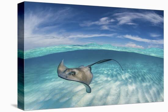 A Split Level Image of Southern Stingray (Dasyatis Americana) Swimming over a Sand Bar-Alex Mustard-Premier Image Canvas