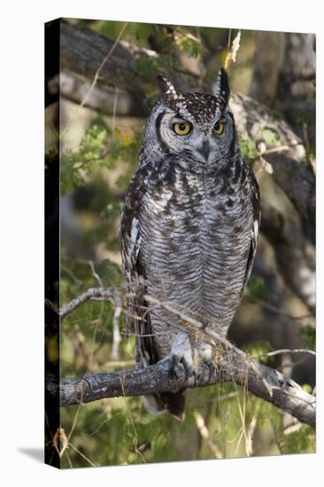 A spotted eagle-owl (Bubo africanus) perching on a tree, Botswana, Africa-Sergio Pitamitz-Premier Image Canvas