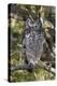 A spotted eagle-owl (Bubo africanus) perching on a tree, Botswana, Africa-Sergio Pitamitz-Premier Image Canvas