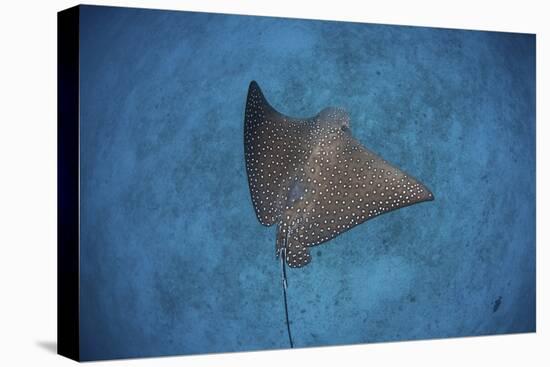 A Spotted Eagle Ray Swims over the Seafloor Near Cocos Island, Costa Rica-Stocktrek Images-Premier Image Canvas