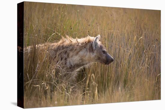 A Spotted Hyena, Crocuta Crocuta, Stalking in Tall Grassland-Alex Saberi-Premier Image Canvas