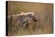 A Spotted Hyena, Crocuta Crocuta, Stalking in Tall Grassland-Alex Saberi-Premier Image Canvas