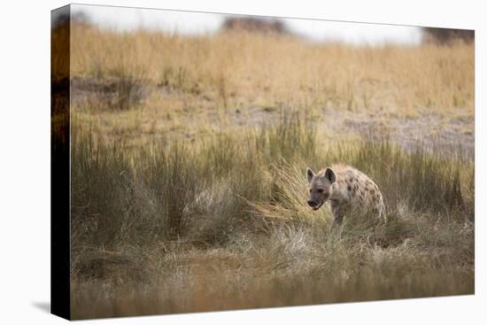 A Spotted Hyena, Crocuta Crocuta, Walks Thorough Tall Grassland-Alex Saberi-Premier Image Canvas
