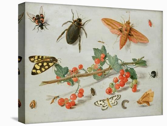 A Sprig of Redcurrants with an Elephant Hawk Moth, a Magpie Moth and Other Insects, 1657-Jan van Kessel the Elder-Premier Image Canvas