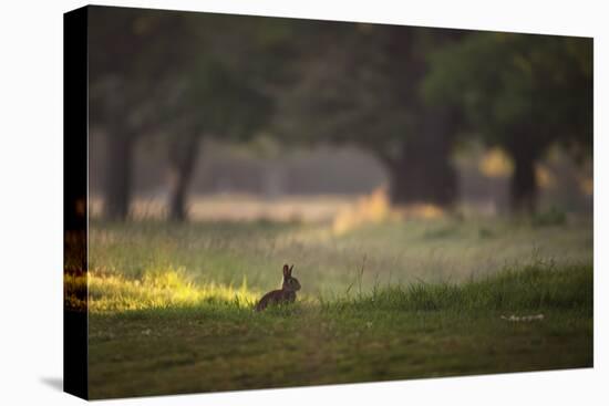 A Spring Rabbit Grazes in Richmond Park on a Spring Morning-Alex Saberi-Premier Image Canvas