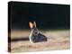 A Spring Rabbit, Oryctolagus Cuniculus, in the Evening-Alex Saberi-Premier Image Canvas