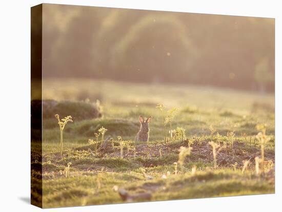 A Spring Rabbit, Oryctolagus Cuniculus, Pops His Head Up-Alex Saberi-Premier Image Canvas