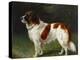 A St. Bernard on the Edge of a Wood-Heinrich Sperling-Premier Image Canvas