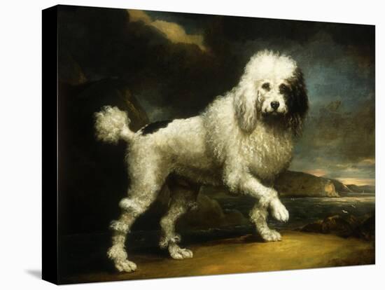 A Standard Poodle in a Coastal Landscape-James Northcote-Premier Image Canvas