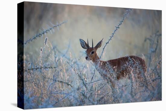 A Steenbok, Raphicerus Campestris, Stands Next to a Spiny Acacia Bush-Alex Saberi-Premier Image Canvas