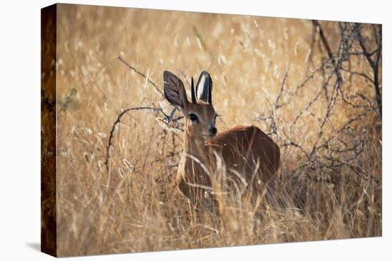 A Steenbuck, Raphicerus Campestris, Stands in Tall Grass at Sunset-Alex Saberi-Premier Image Canvas