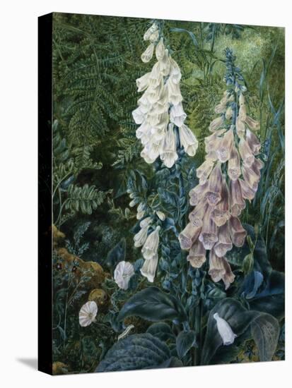 A Still Life of Foxgloves-Mary Margetts-Premier Image Canvas