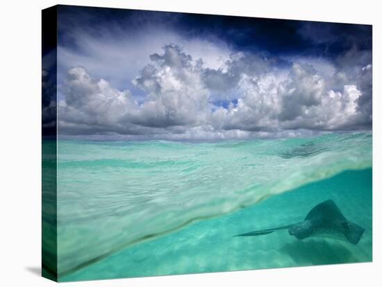 A Stingray Swimming Through the Caribbean Sea at the Cayman Islands.-Ian Shive-Premier Image Canvas