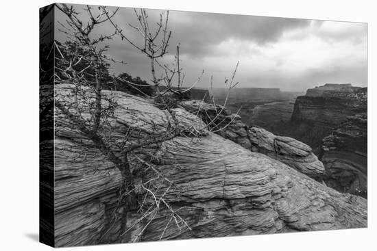 A Storm Rolls Through the Island in the Sky District of Canyonlands National Park, Utah-Clint Losee-Premier Image Canvas