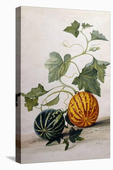 A Study of Gourds-Pieter Withoos-Premier Image Canvas